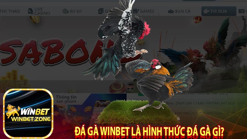 Đá gà winbet là hình thức đá gà gì?